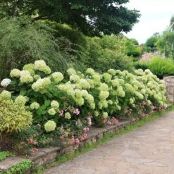 Hydrangea Arborescens Strong Annabelle ('Abetwo') (PBR) -RootJoy Sales Shop pl0000000033 card3 lg