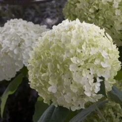 Hydrangea Arborescens Strong Annabelle ('Abetwo') (PBR) -RootJoy Sales Shop pl0000000033 card4 lg