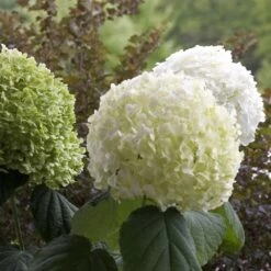Hydrangea Arborescens Strong Annabelle ('Abetwo') (PBR) -RootJoy Sales Shop pl0000000033 card5 lg