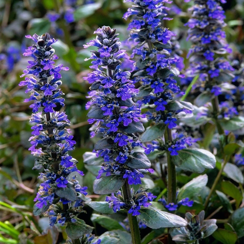 Ajuga Reptans 'Catlin's Giant' 1 Ajuga Reptans 'Catlin's Giant'