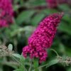 Buddleja Davidii 'Royal Red'