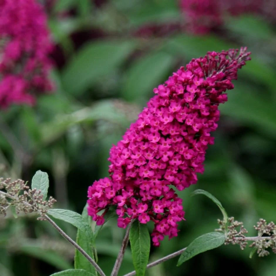 Buddleja Davidii 'Royal Red' 1 Buddleja Davidii 'Royal Red'