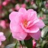 Camellia × Williamsii 'Donation'