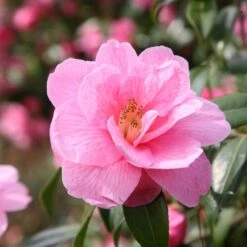 Camellia ร Williamsii 'Donation'