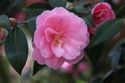 Camellia × Williamsii 'Donation' 6 Camellia × Williamsii 'Donation' -RootJoy Sales Shop pl0000000636 card3 lg
