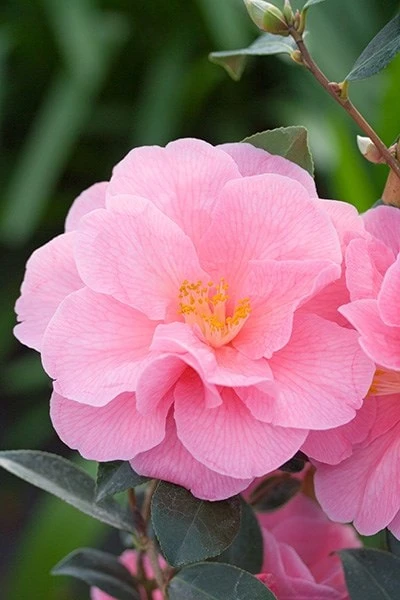 Camellia × Williamsii 'Donation' 4 Camellia × Williamsii 'Donation' - Image 4