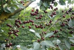 Cherry 'Sunburst' -RootJoy Sales Shop pl0000000817 card2 lg