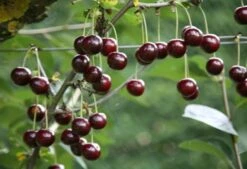 Cherry 'Sunburst' -RootJoy Sales Shop pl0000000817 card3 lg