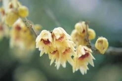 Chimonanthus Praecox -RootJoy Sales Shop pl0000000820 card3 lg