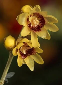 Chimonanthus Praecox -RootJoy Sales Shop pl0000000820 card4 lg