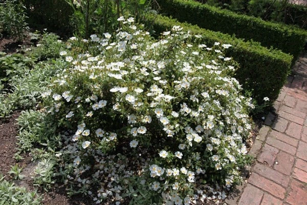 Cistus × Hybridus 2 Cistus × Hybridus - Image 2