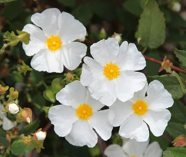 Cistus × Hybridus 3 Cistus × Hybridus - Image 3