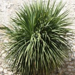 Cordyline Australis 5 Cordyline Australis -RootJoy Sales Shop pl0000000943 card3 lg