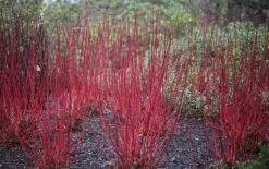 Cornus Alba 'Sibirica' -RootJoy Sales Shop pl0000000963 card3 lg