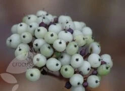 Cornus Alba 'Sibirica' -RootJoy Sales Shop pl0000000963 card4 lg