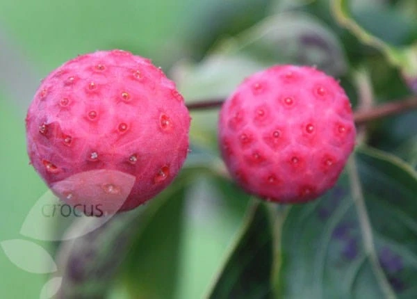 Cornus Kousa Var. Chinensis 2 Cornus Kousa Var. Chinensis - Image 2