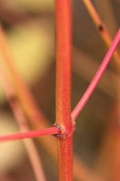 Cornus Sanguinea 'Midwinter Fire' -RootJoy Sales Shop pl0000000984 card3 lg