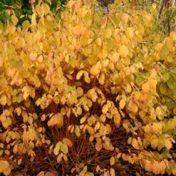 Cornus Sanguinea 'Midwinter Fire' -RootJoy Sales Shop pl0000000984 card4 lg