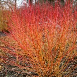Cornus Sanguinea 'Midwinter Fire' -RootJoy Sales Shop pl0000000984 card5 lg
