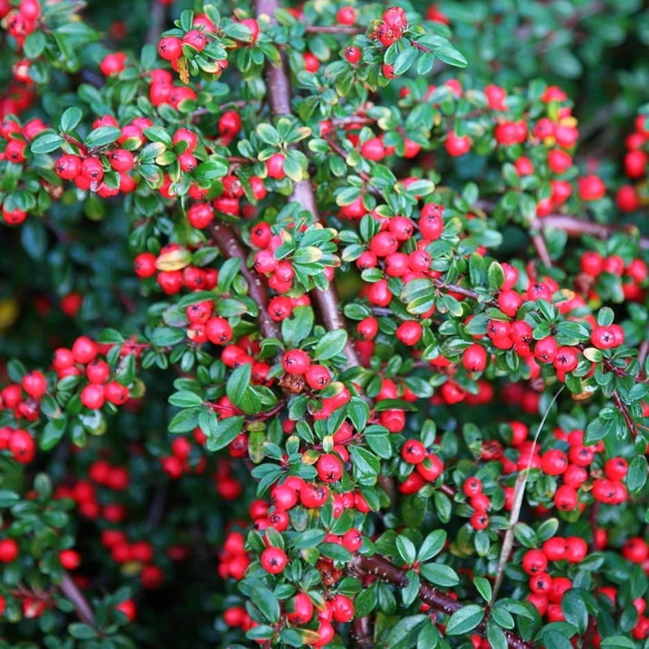 Cotoneaster Horizontalis 1 Cotoneaster Horizontalis