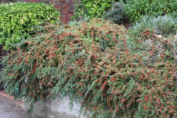 Cotoneaster Horizontalis 2 Cotoneaster Horizontalis - Image 2
