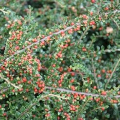 Cotoneaster Horizontalis 5 Cotoneaster Horizontalis -RootJoy Sales Shop pl0000001028 card3 lg