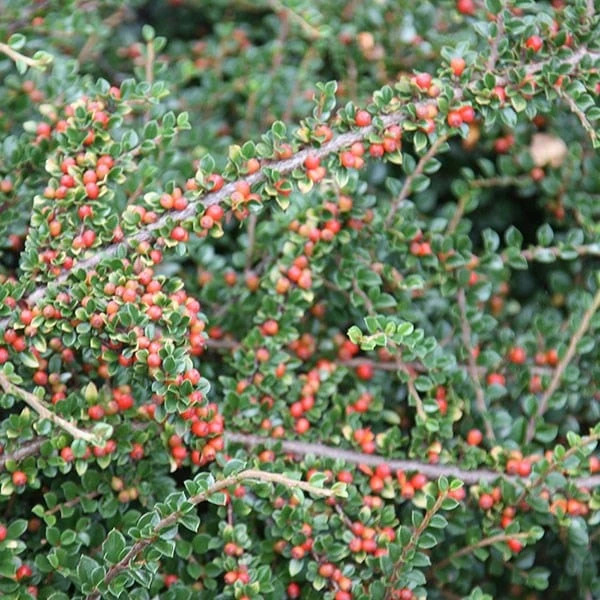 Cotoneaster Horizontalis 3 Cotoneaster Horizontalis - Image 3
