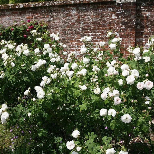 Rosa 'Madame Hardy' 2 Rosa 'Madame Hardy' - Image 2