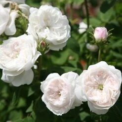 Rosa 'Madame Hardy' 5 Rosa 'Madame Hardy' -RootJoy Sales Shop pl0000001116 card3 lg