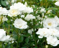 Rosa Kent ('Poulcov') (PBR) (Towne & Country Series) -RootJoy Sales Shop pl0000001131 card3 lg