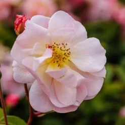 Rosa 'Cornelia' 5 Rosa 'Cornelia' -RootJoy Sales Shop pl0000001138 card4 lg