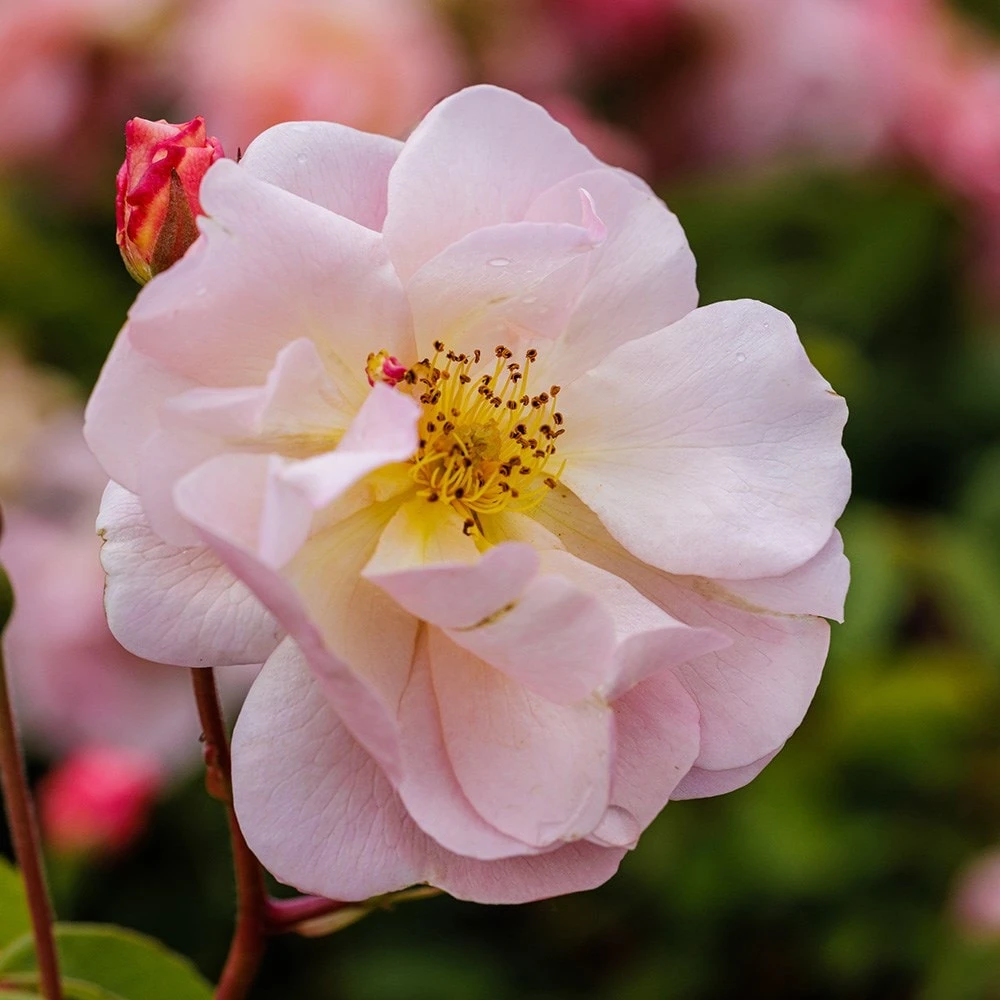 Rosa 'Cornelia' 3 Rosa 'Cornelia' - Image 3