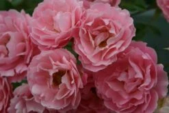 Rosa Surrey ('Korlanum') -RootJoy Sales Shop pl0000001154 card3 lg