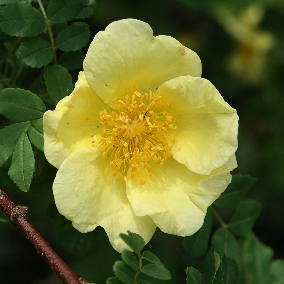 Rosa Xanthina 'Canary Bird' 1 Rosa Xanthina 'Canary Bird'