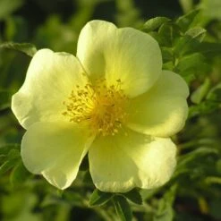 Rosa Xanthina 'Canary Bird' 5 Rosa Xanthina 'Canary Bird' -RootJoy Sales Shop pl0000001158 card3 lg