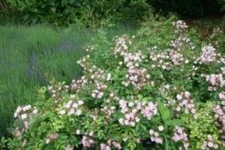 Rosa 'Ballerina' 7 Rosa 'Ballerina' -RootJoy Sales Shop pl0000001159 card3 lg