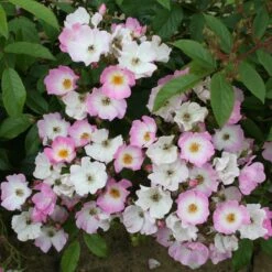 Rosa 'Ballerina' 8 Rosa 'Ballerina' -RootJoy Sales Shop pl0000001159 card4 lg