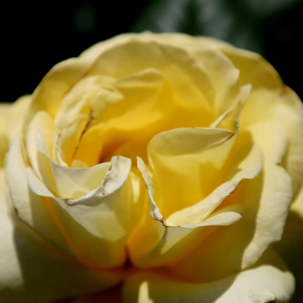 Rosa 'Arthur Bell' 2 Rosa 'Arthur Bell' - Image 2