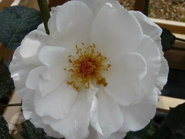 Rosa Margaret Merril ('Harkuly') 3 Rosa Margaret Merril ('Harkuly') - Image 3