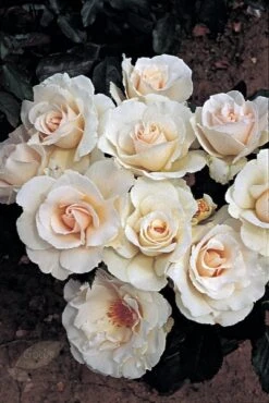 Rosa Margaret Merril ('Harkuly') 7 Rosa Margaret Merril ('Harkuly') -RootJoy Sales Shop pl0000001213 card4 lg