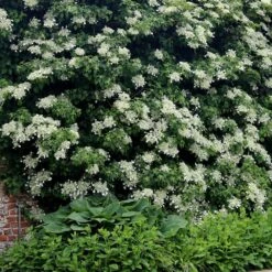 Hydrangea Anomala Subsp. Petiolaris -RootJoy Sales Shop pl0000001665 card4 lg