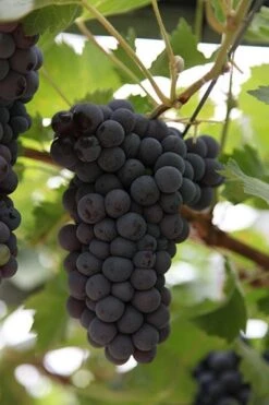 Grape Black Hamburg ('Schiava Grossa') -RootJoy Sales Shop pl0000001731 card2 lg