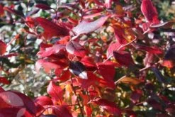 Blueberry 'Bluecrop' 10 Blueberry 'Bluecrop' -RootJoy Sales Shop pl0000001890 card3 lg