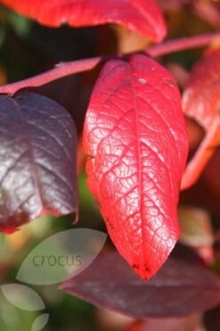 Blueberry 'Bluecrop' 11 Blueberry 'Bluecrop' -RootJoy Sales Shop pl0000001890 card4 lg