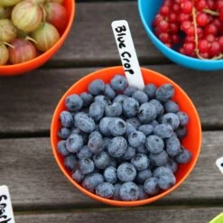 Blueberry 'Bluecrop' 13 Blueberry 'Bluecrop' -RootJoy Sales Shop pl0000001890 card6 lg