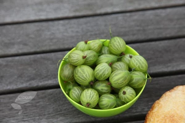 Gooseberry 'Invicta' 2 Gooseberry 'Invicta' - Image 2