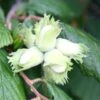 Cobnut 'Kentish Cob'