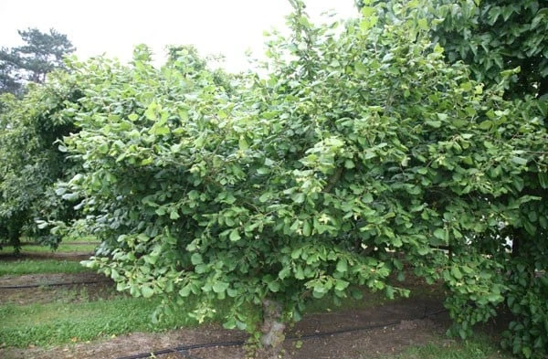 Cobnut 'Kentish Cob' 2 Cobnut 'Kentish Cob' - Image 2