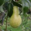 Pear 'Concorde'