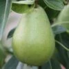 Pear 'Doyenné Du Comice'